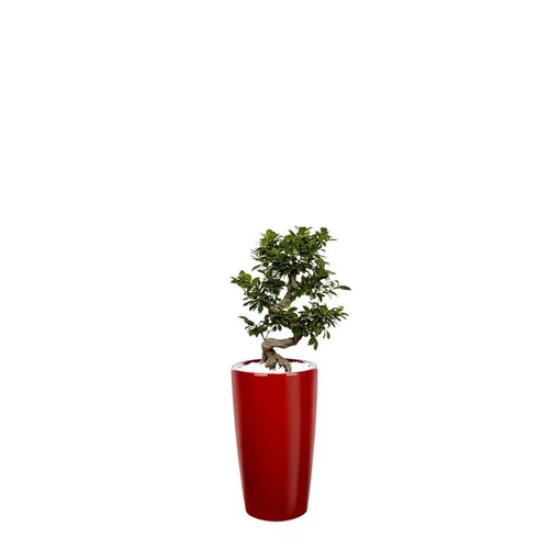 Ficus ginseng S-Type et son pot Rondo premium Ø 32 rouge