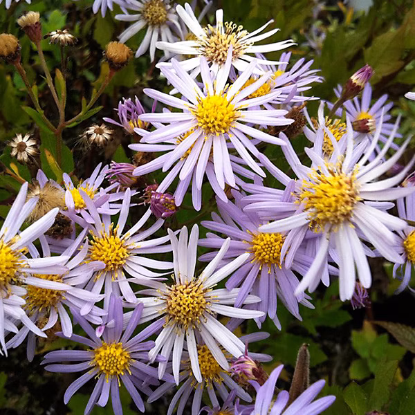 6 x Aster 'Asran' – godet 9cm x 9cm