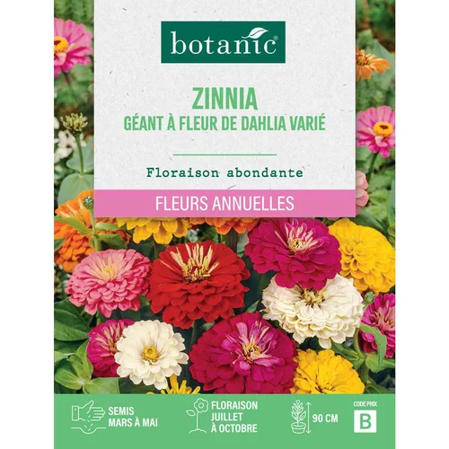 Graines de fleurs de Zinnia géant à fleur de dahlia varié botanic®