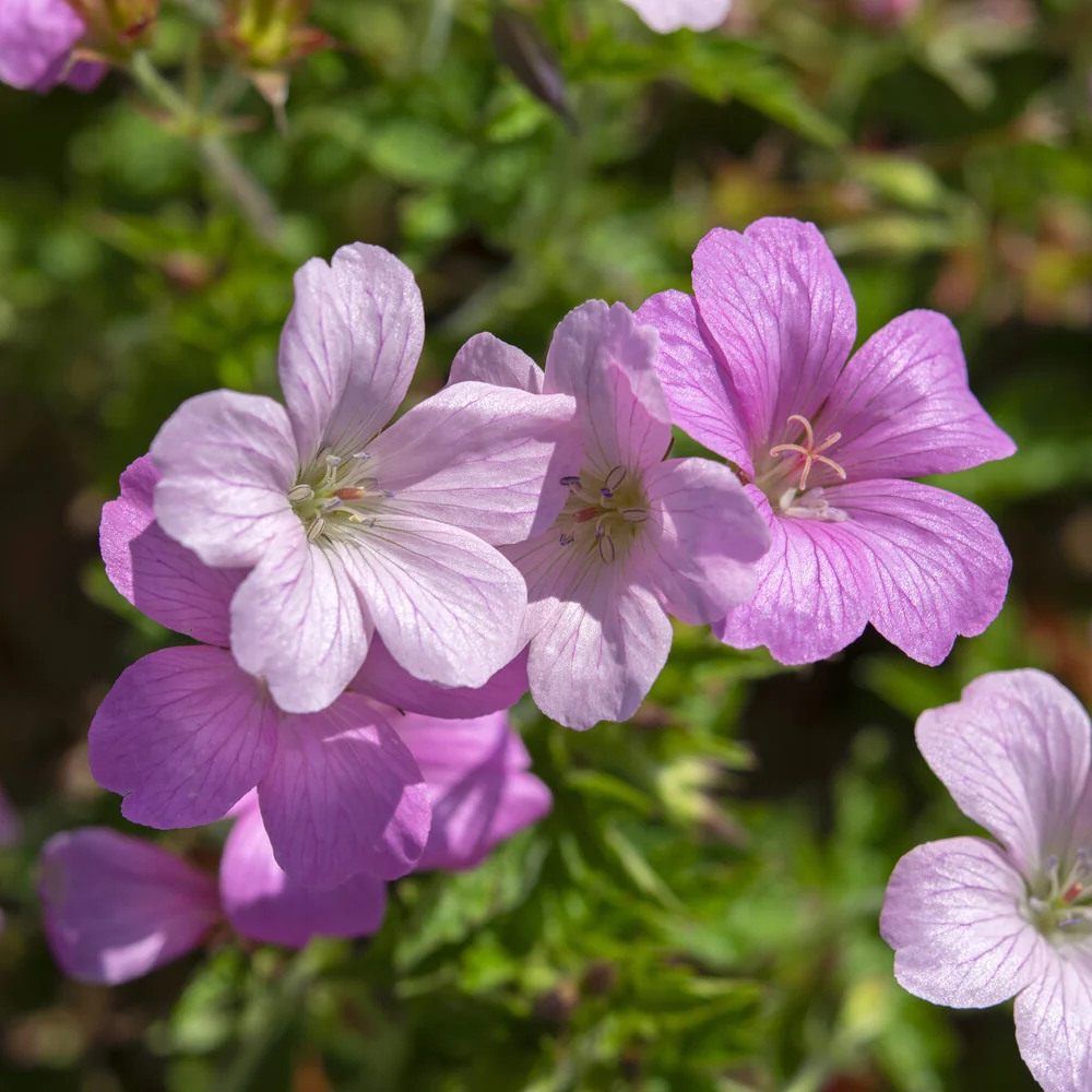 Géranium vivace Rose Clair Geranium oxonianum Rose Clair