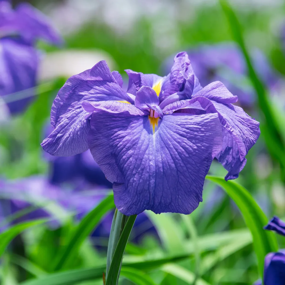 Iris du Japon Iris kaempferi