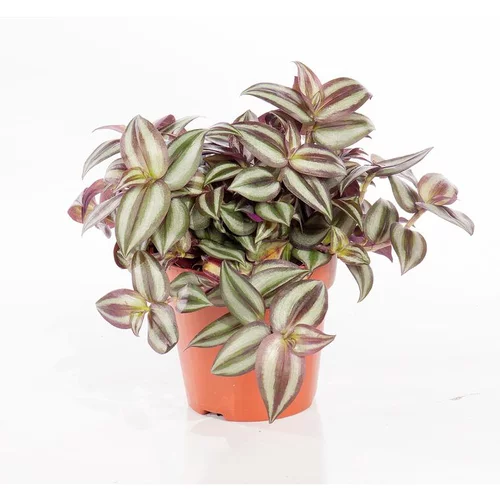 Tradescantia zebrina. Le pot de 15 cm