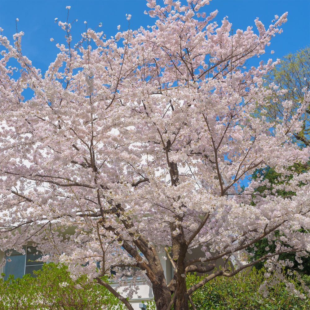 Cerisier à fleurs du Tibet Prunus x yedoensis