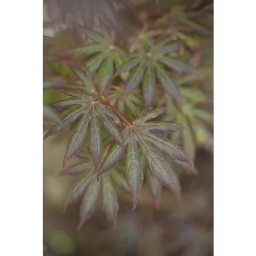 Erable du Japon (ACER PALMATUM TROMPENBURG ) Le pot de 110 litres