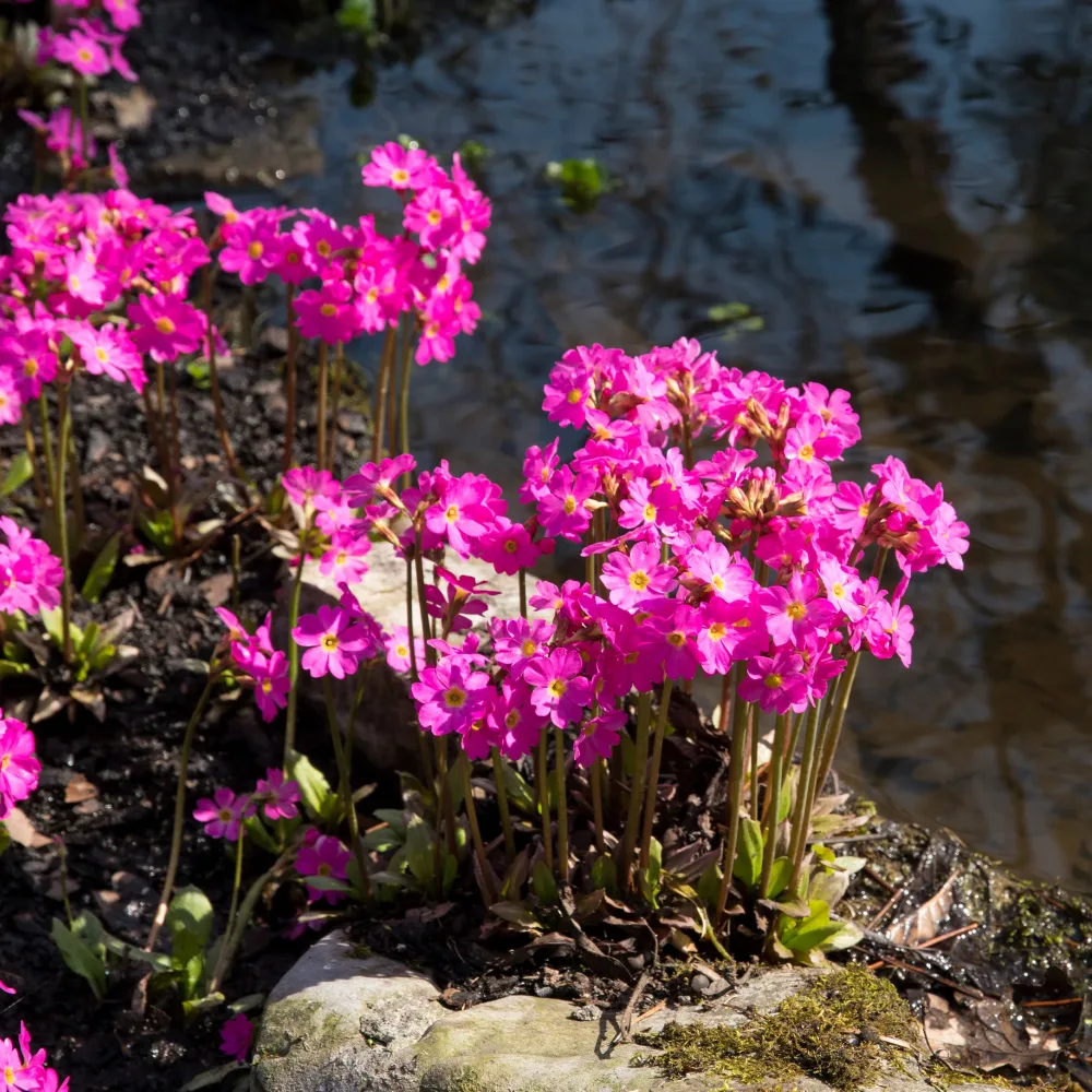 Primevère rose Grandiflora Primula rosea grandiflora