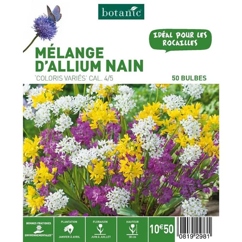 Mélange d'Allium botanic® - 50 bulbes