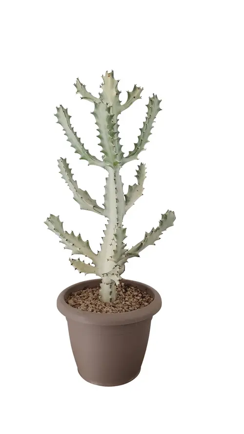 Cactus mix botanic®. Le pot de Ø 40 cm