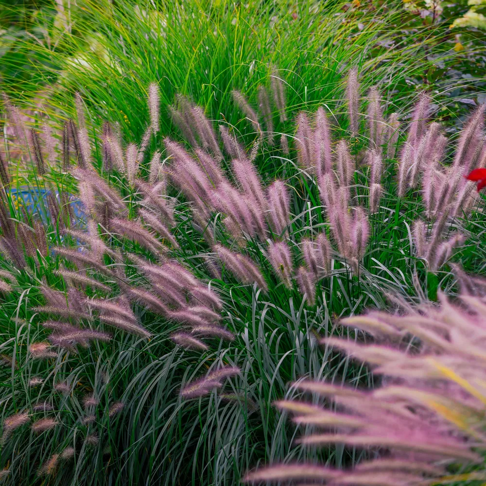 Herbe aux écouvillons Red head - Pennisetum Pennisetum alopecuroides red head