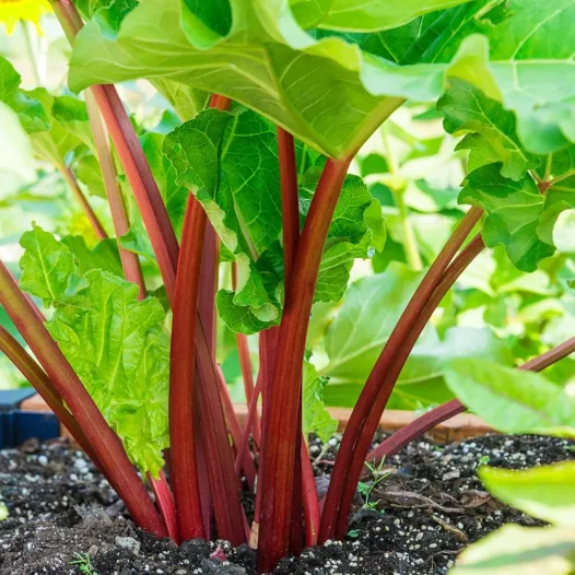 Semences biologiques de Rhubarbe Rouge