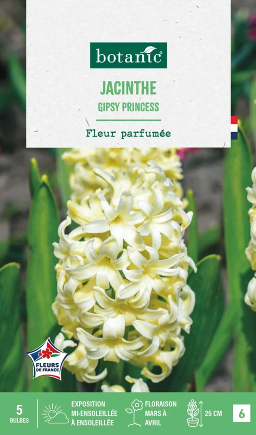 Jacinthe gipsy princess botanic® - 5 bulbes