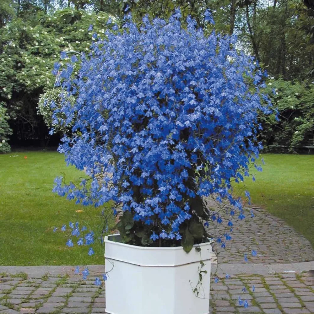 3 Lobelias Azuro Lobelia erinus Azuro