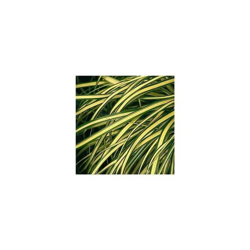Carex Evergold - Le pot de 3 litres