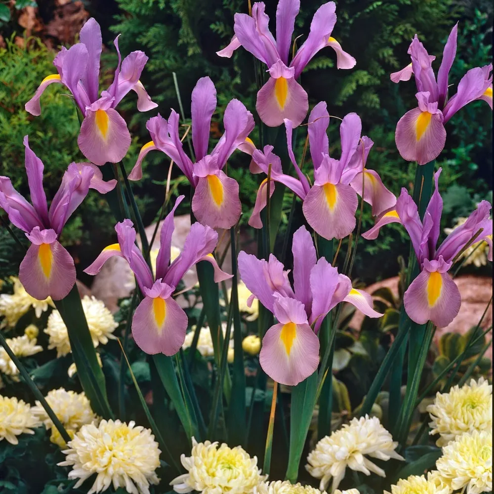 10 Iris de Hollande King Mauve Iris hollandica 'king mauve'