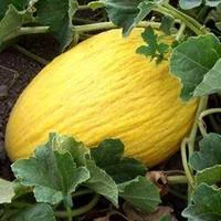 Melon Jaune Bio. La barquette de 6 plants