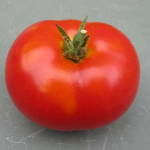Tomate Potager de Vilvorde | Semences bio et reproductibles