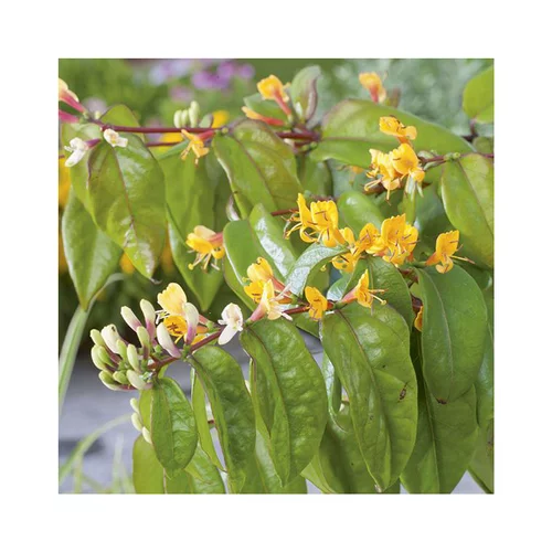 Chevrefeuille HENRYI COPPER BEAUTY®. Le pot de 6 litres