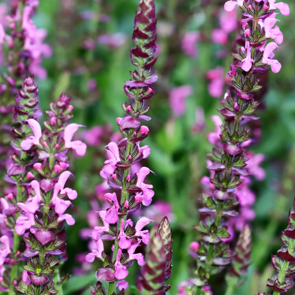 Sauge des bois Rose Queen Salvia nemorosa Rose Queen (rosakönigin)