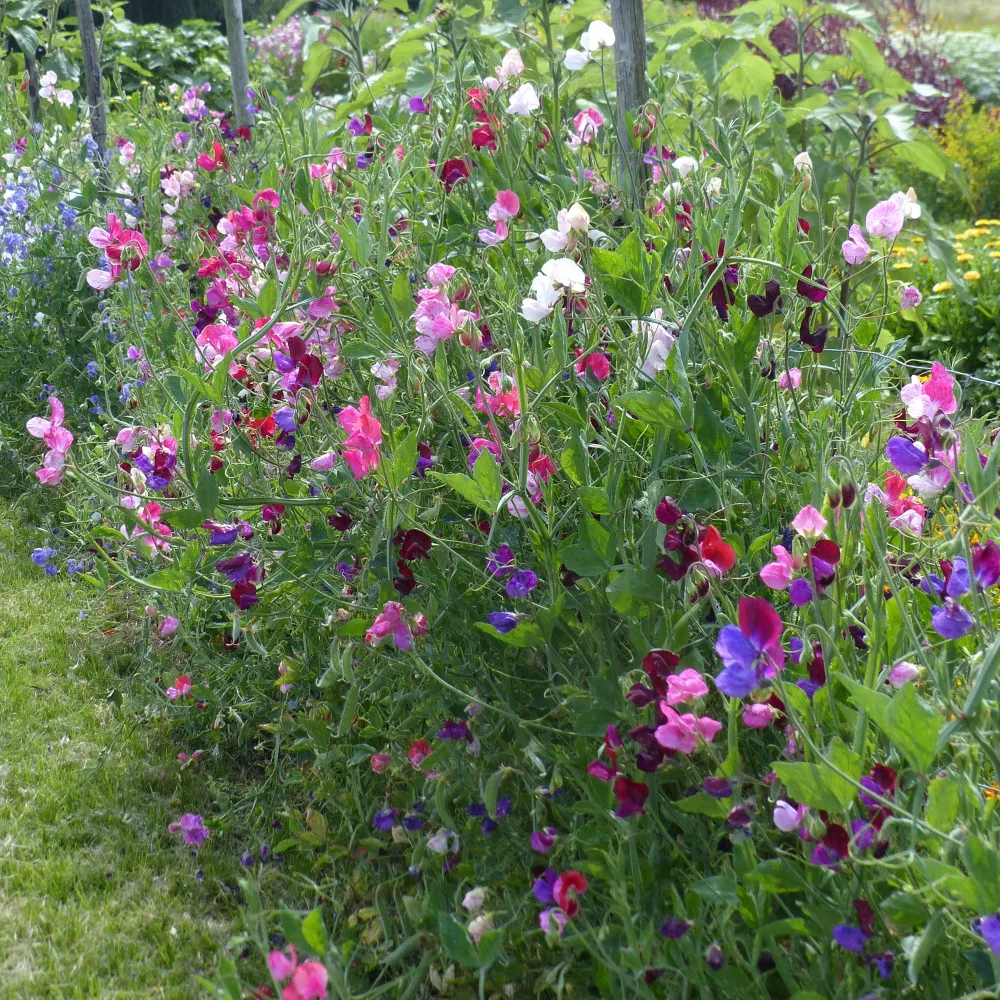 Collection de Pois de senteur Lathyrus odoratus