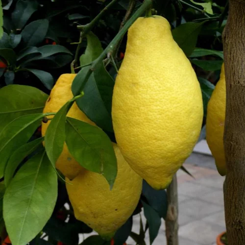 Citronnier. Le pot de 170 litres