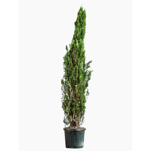 Cupressus Sempervirens Pyramidalis (Cyprès de Provence) 100/125 en pot de 12 L vert