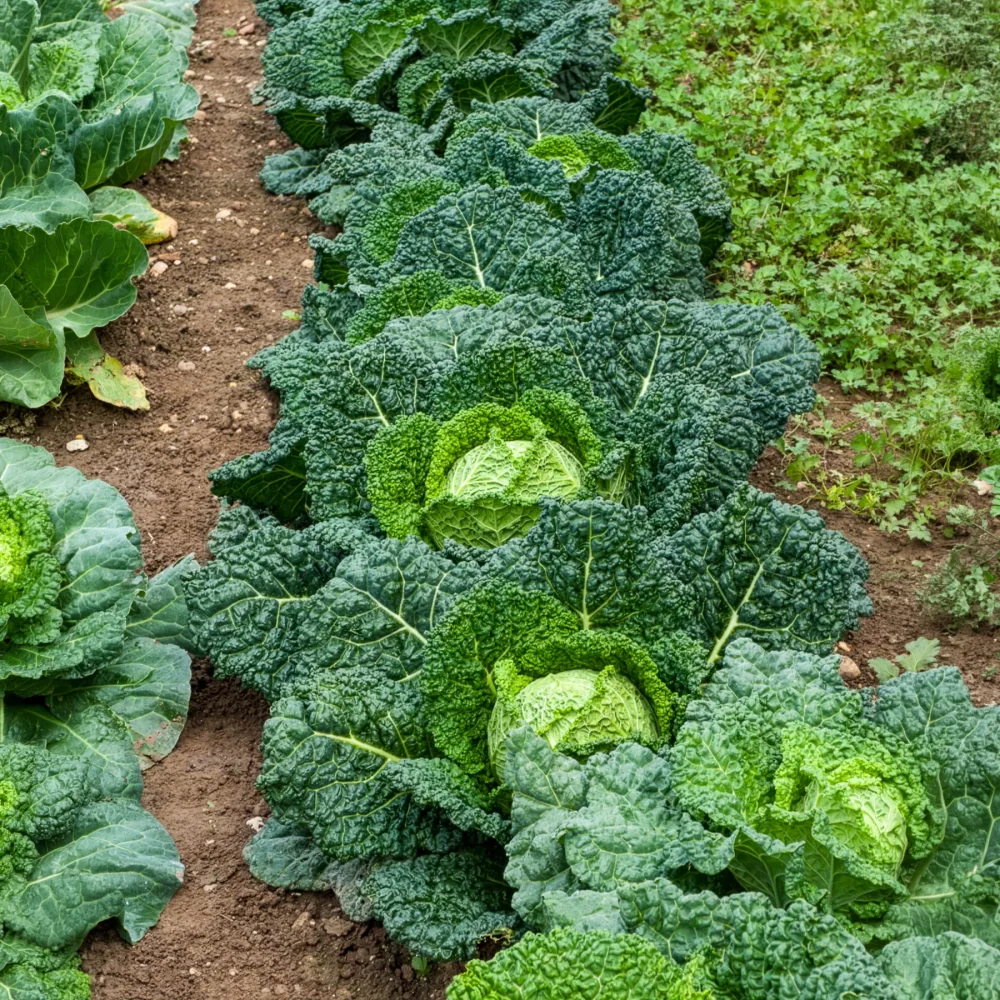 Chou de Milan Hâtif d'Aubervilliers Brassica oleracea sabauda hâtif d'aubervilliers