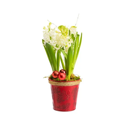 Composition de 3 jacinthes en zinc rouge