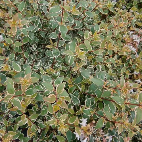 Abelia Grandiflora Steredenn. Le pot de 8 litres