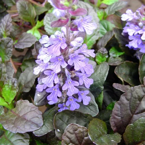 Bugle rampante (Ajuga reptans) à fleurs bleues - Le pot de 0,5 litre