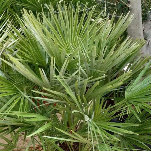 Palmier nain (Chamaerops Humilis). Le pot de 6 litres