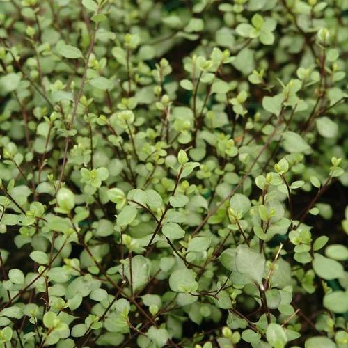 Pittosporum Tenuifolium Grenn Elf (Pittospore Green Elf) en pot de 7,5 L vert
