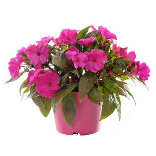 Impatiens de Nouvelle-Guinée Fleurs de France - en pot de Ø 14 cm