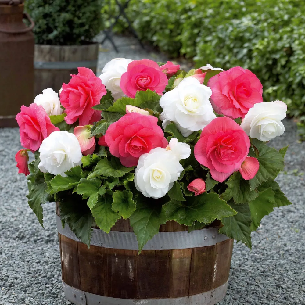 6 Bégonias doubles rose et blanc en mélange Begonia