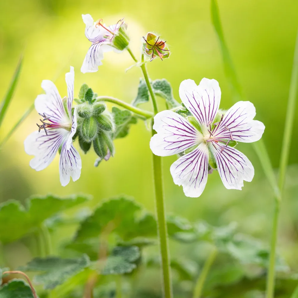 Géranium vivace à feuilles de crèpe Geranium renardii