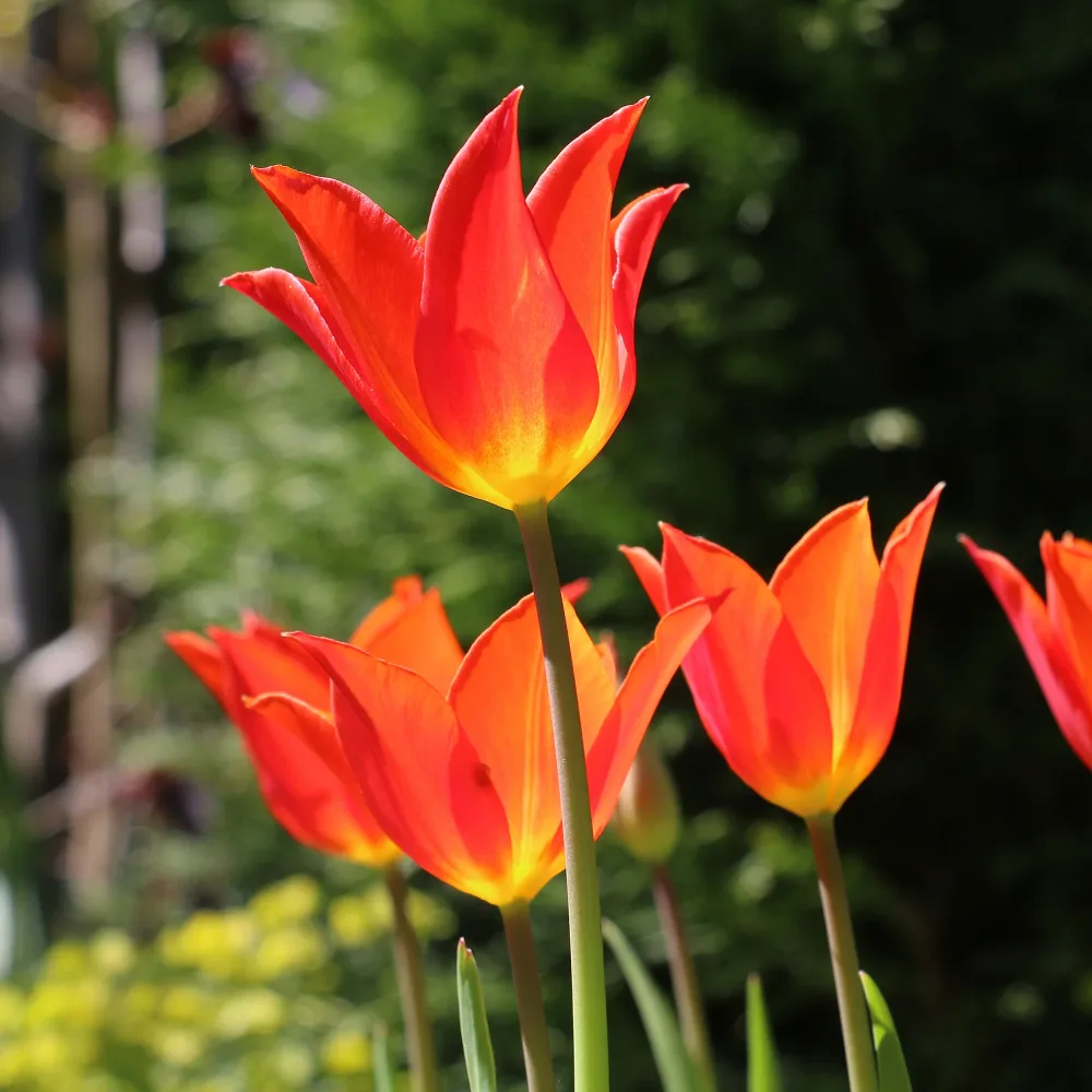 Tulipe Ballerina Tulipa Ballerina