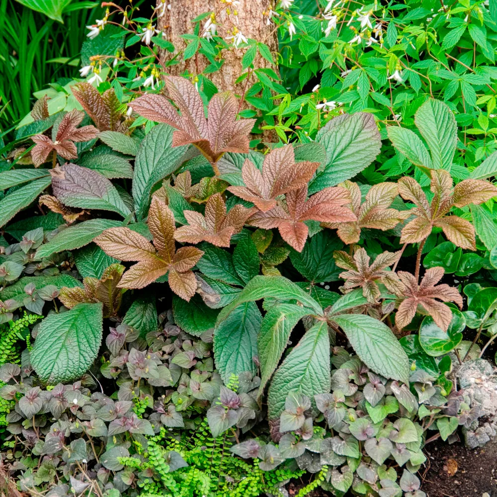 Rodgersia henrici Rodgersia henrici