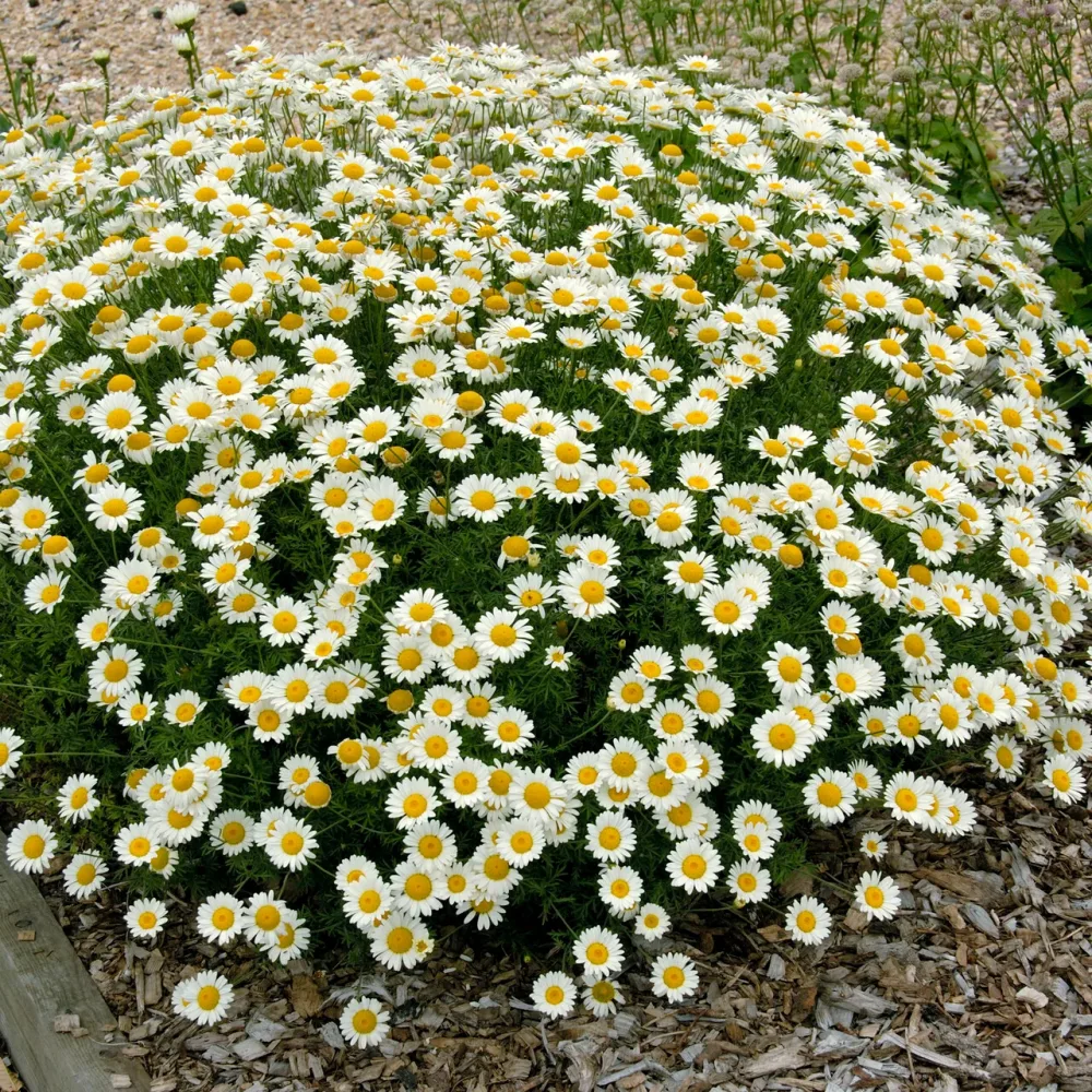 Camomille des teinturiers Sauce Hollandaise Anthemis x hybrida Sauce Hollandaise