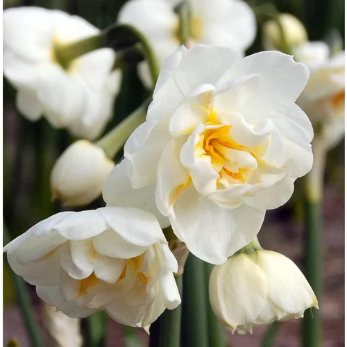 Narcisse blanc Pot Terre - Le pot