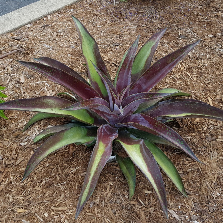Mangave Mission to Mars ® Agave manfredii Mission to Mars ® (Mangave)