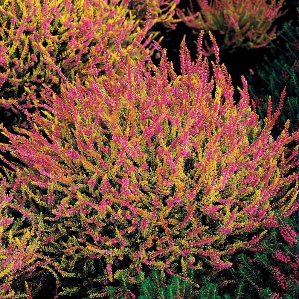 3 Bruyères d'été rose à feuilles jaunes Calluna vulgaris