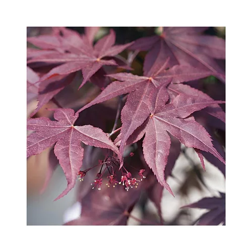 Erable du Japon (ACER PALMATUM BLOODGOOD ) Le pot de 50 litres