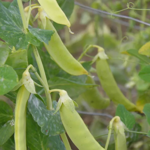 Pois à rames Saint Désirat | Semences bio et reproductibles
