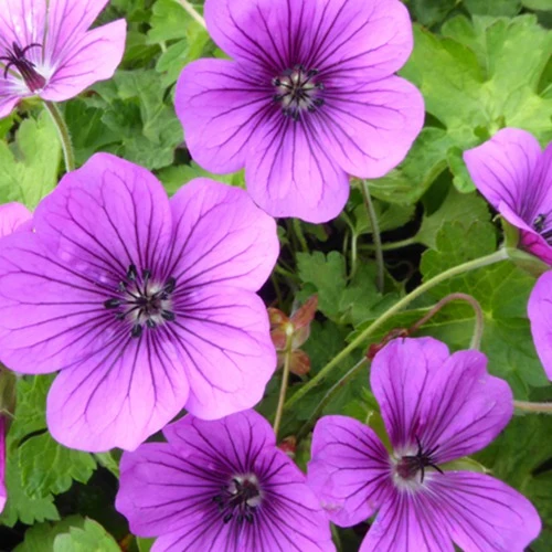Géranium vivace Hewham Velvet Geranium hexham velvet