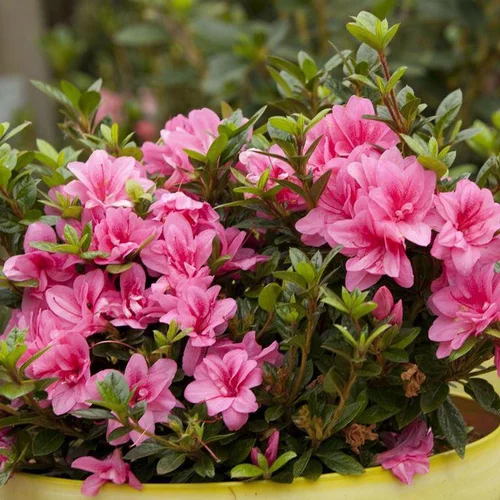 Azalée Encore Empress rose. Le pot de 4 litres