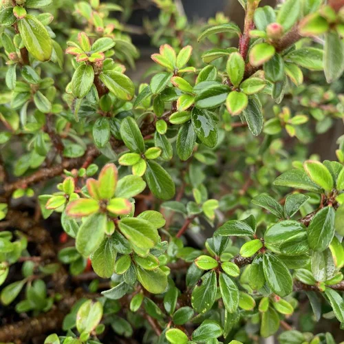 Cotonéaster vert. Le pot de 1,3 litres