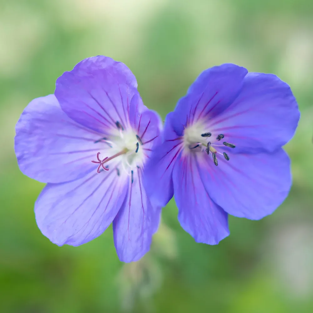 Géranium vivace Brookside Geranium brookside