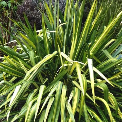 Phormium Varie ou Lin de Nouvelle Zélande. Le pot de 3 litres