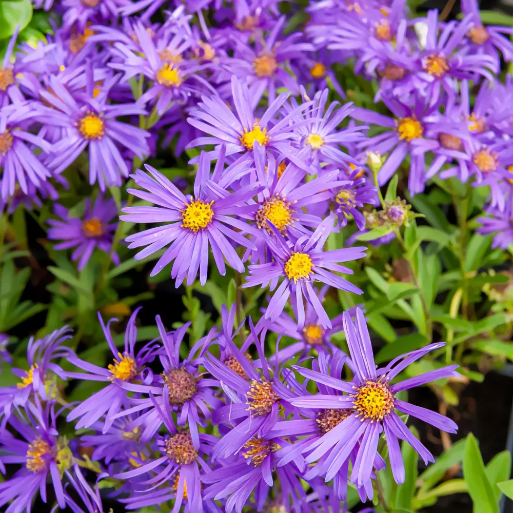 Œil de Christ Violet Queen - Aster Veilchenkönigin Aster amellus veilchenkönigin
