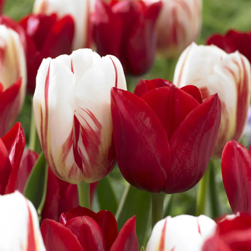 8 Tulipes Love Circle Tulipa love circle