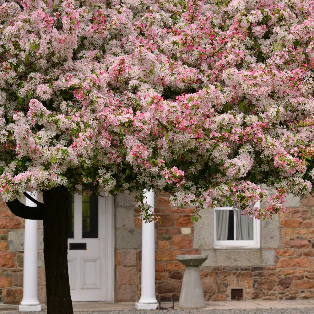Pommier du Japon Malus floribunda