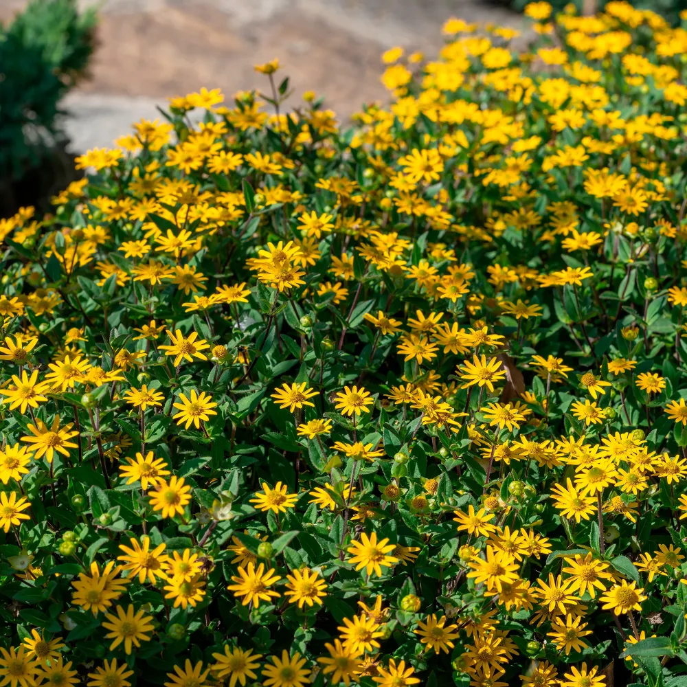 Sanvitalia Sanvitalia procumbens